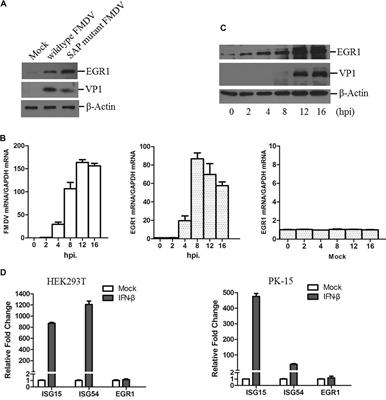 Early Growth Response Gene-1 Suppresses Foot-and-Mouth Disease Virus Replication by Enhancing Type I Interferon Pathway Signal Transduction